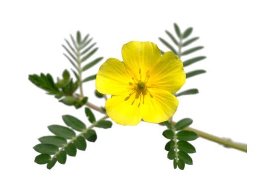 Gluconol contém Tribulus terrestris